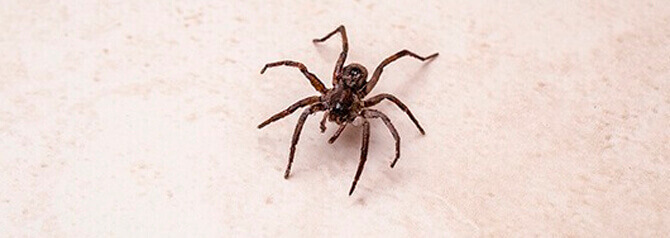 dedetizadora de aranhas