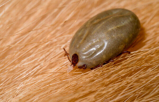 dedetizadora de carrapato