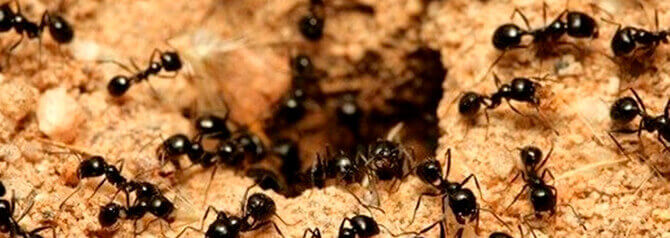 Dedetizadora de formigas