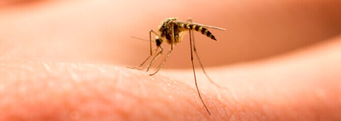 dedetizadora de mosquitos