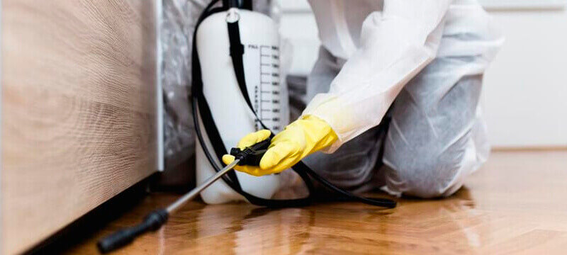 Controle de pragas Galli sabe o que faz