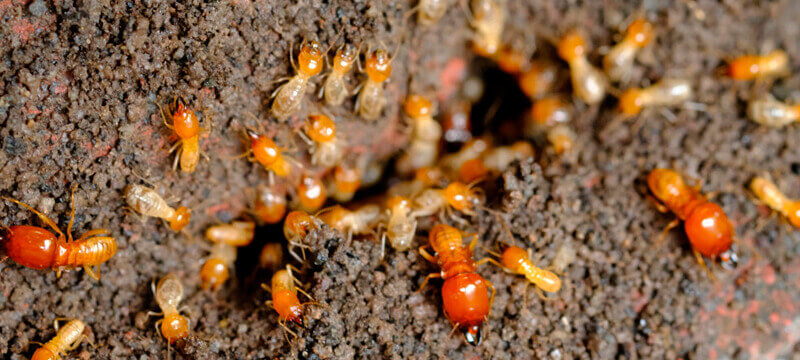 Seus especialistas em controle de cupins