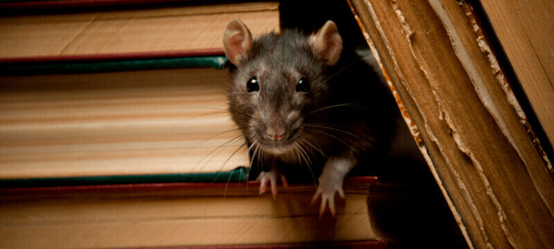 Desratização Galli