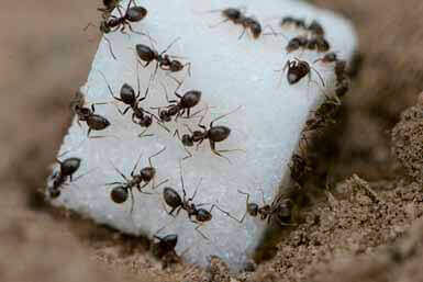 formigas