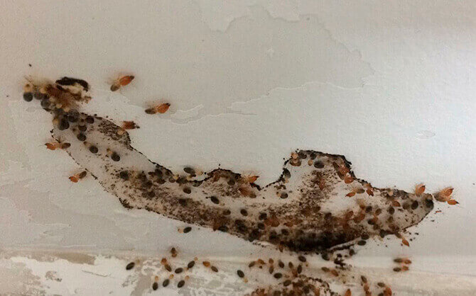 descupinização Galli